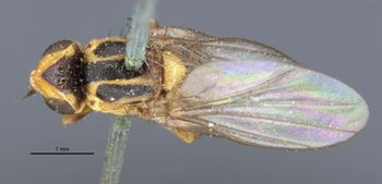Media type: image;   Entomology 13365 Aspect: habitus dorsal view